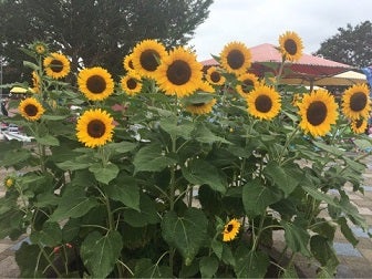 昭和記念公園レインボープールおすすめの食べ物紹介 多摩ブロガーズ リビング多摩web