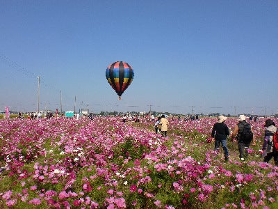 10 15 土 16 日 第16回よしみコスモスまつり リビング埼玉web