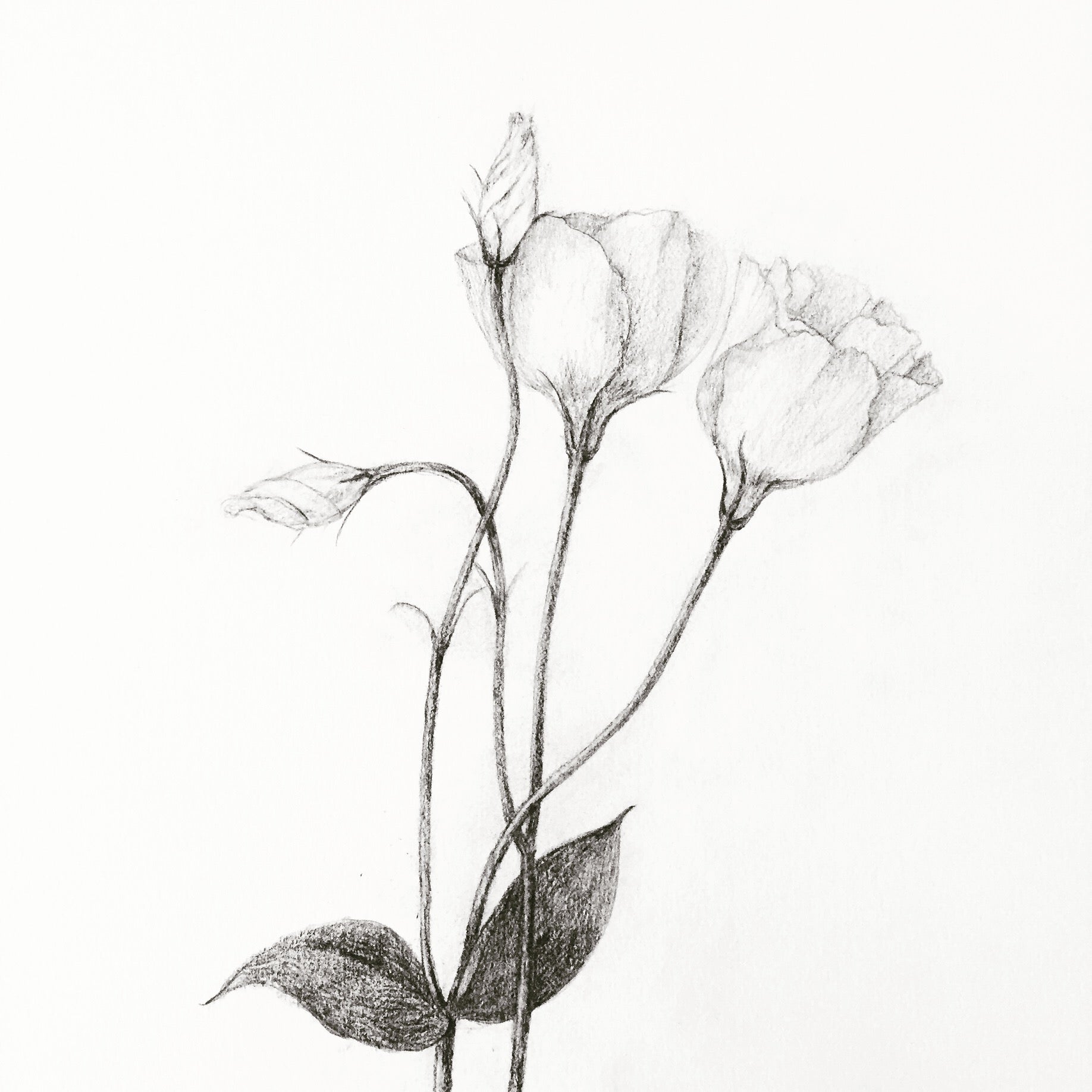 絵が上達する方法 デッサン編 描画の巻 リビングメイト 趣味 本日も低空飛行たまに上昇 リビングメイト リビングくらしナビ