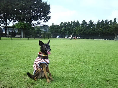 リニューアルの ふなばしアンデルセン公園ドッグラン で犬と遊ぼう リビング千葉web