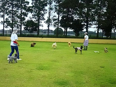 リニューアルの ふなばしアンデルセン公園ドッグラン で犬と遊ぼう リビング千葉web