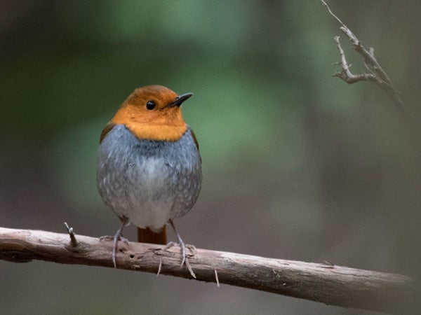 イギリス RSPBピンバッジ コマドリ Robin | www.eesppsantarosacusco