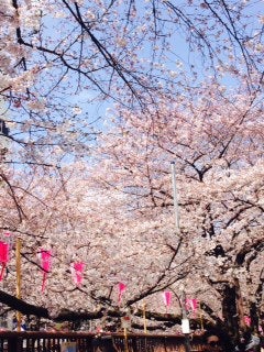目黒川 行って来ました 都内お花見ランキング第１位 リビング東京web