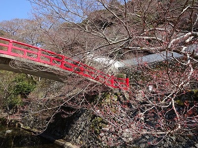 桜スポット 明治の森箕面国定公園 の花見は今週末がおすすめ リビング大阪web