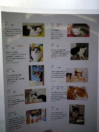 イベント盛りだくさん 江田の使える猫カフェブラン リビング田園都市web