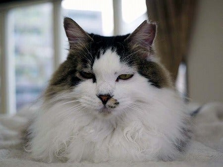 イベント盛りだくさん 江田の使える猫カフェブラン リビング田園都市web