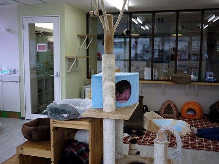 イベント盛りだくさん 江田の使える猫カフェブラン リビング田園都市web