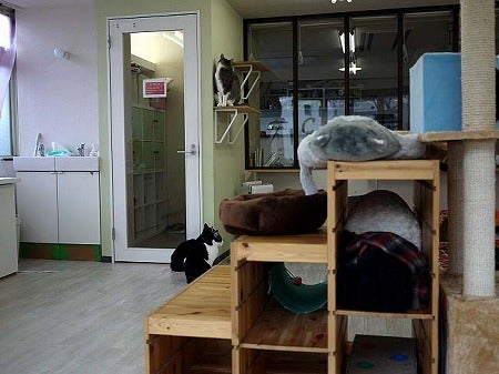 イベント盛りだくさん 江田の使える猫カフェブラン リビング田園都市web