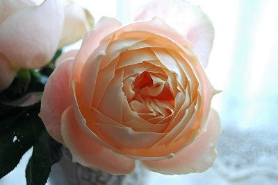 薔薇と紅茶の優雅な関係 ティー の香り 世界のteacupから リビング田園都市web