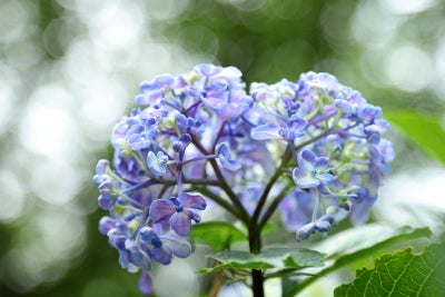 色とりどりの紫陽花に囲まれて 正覚寺 Madame ｍのcamera リビング田園都市web