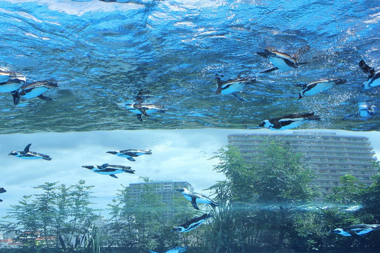 池袋】サンシャイン水族館リニューアルの模様を紹介！｜スタッフの東京コレクション | リビング東京Web