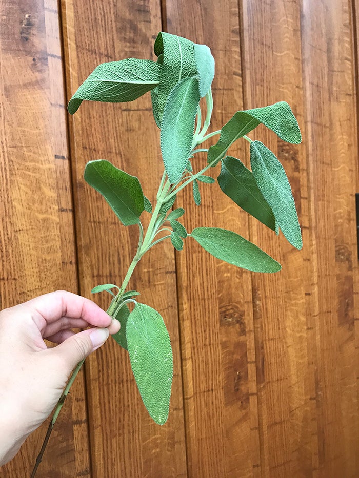 初チャレンジ セージの挿し木 リビングメイト ビューティー 快適便利 ハーブとアロマで暮し楽しく リビングメイト リビングくらしナビ