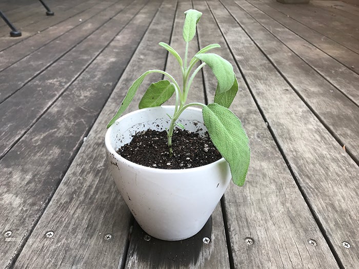 初チャレンジ セージの挿し木 リビングメイト ビューティー 快適便利 ハーブとアロマで暮し楽しく リビングメイト リビングくらしナビ