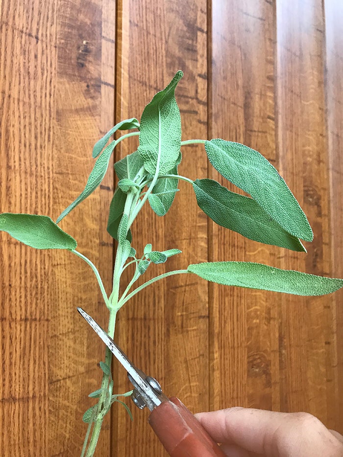 初チャレンジ セージの挿し木 リビングメイト ビューティー 快適便利 ハーブとアロマで暮し楽しく リビングメイト リビングくらしナビ