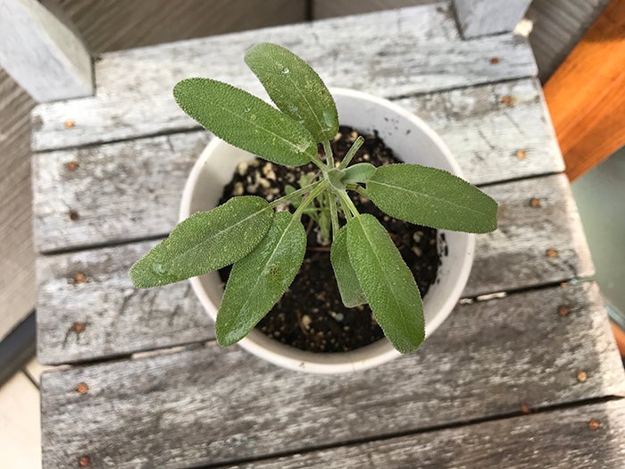 初チャレンジ セージの挿し木 リビングメイト ビューティー 快適便利 ハーブとアロマで暮し楽しく リビングメイト リビングくらしナビ