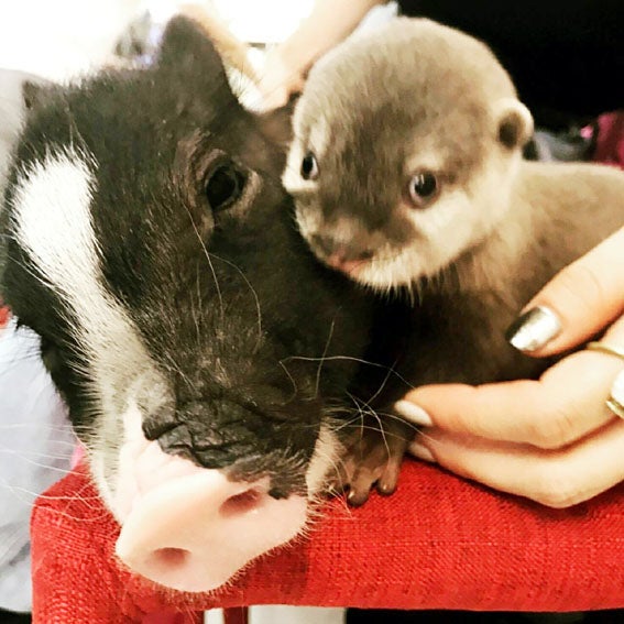 多種多様な動物がいるカフェ アニマル クック ズー 荒畑 名古屋topics リビング名古屋web