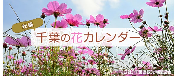 コスモスの季節 千葉の花カレンダー 秋編 特集 リビング千葉web