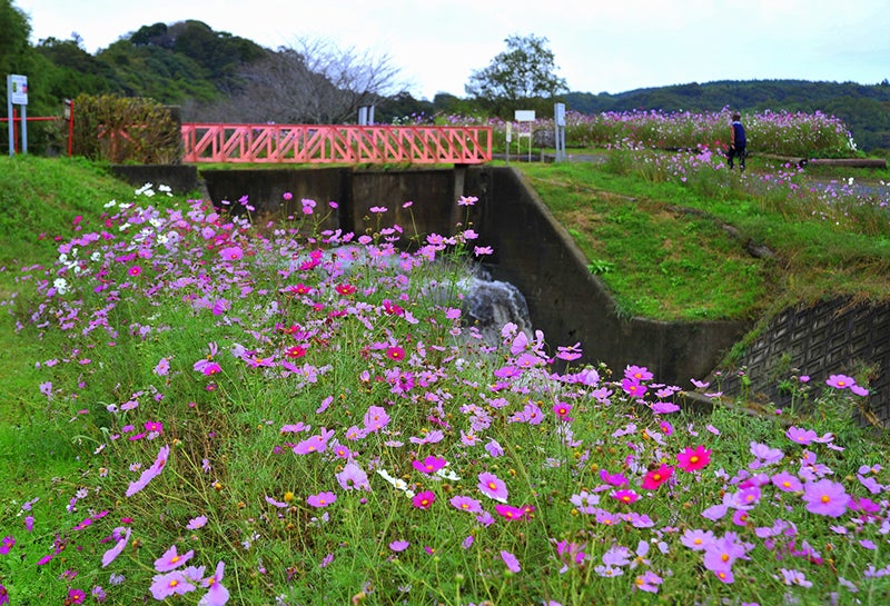 コスモスの季節 千葉の花カレンダー 秋編 特集 リビング千葉web コスモスの季節 千葉の花カレンダー 秋編 特集 リビング千葉web