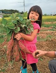 秋の実りを収穫 味覚狩りガイド 兵庫 特集 リビング兵庫web