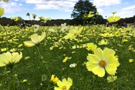 コスモス派 バラ派 秋の花を楽しむ都内の散策スポット ニュースコラム リビングくらしナビ