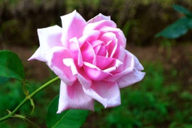 コスモス派 バラ派 秋の花を楽しむ都内の散策スポット ニュースコラム リビングくらしナビ