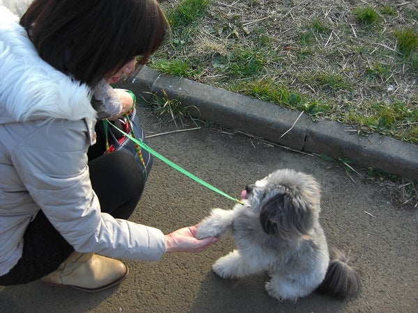 犬を飼ってみたい 夢を叶える レンタルドッグ 体験レポ ニュースコラム リビングくらしナビ