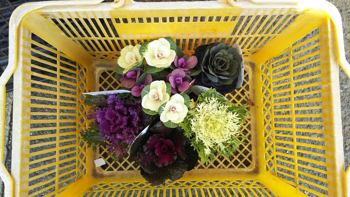 新年を迎える準備にオシャレ葉牡丹はいかが 花壇のビフォーアフター リビングメイト 趣味 出来るママを目指して リビングメイト リビングくらしナビ