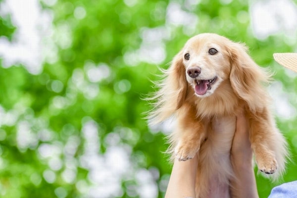 犬を飼ってみたい 夢を叶える レンタルドッグ 体験レポ ニュースコラム リビングくらしナビ