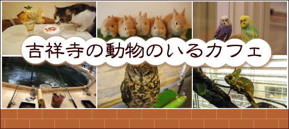 癒される 吉祥寺の動物のいるカフェ 特集 リビングむさしのweb