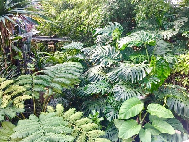 寒い日には温室植物園で南国気分を味わおう リビング田園都市web