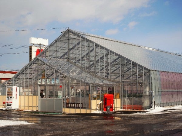 スパルベリー 恵庭 いちご狩り もう始まっています リビング札幌web