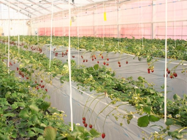 スパルベリー 恵庭 いちご狩り もう始まっています リビング札幌web