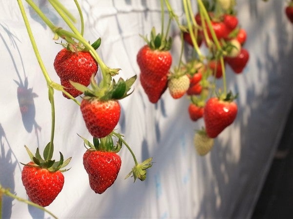 スパルベリー 恵庭 いちご狩り もう始まっています リビング札幌web