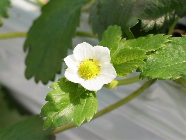 スパルベリー 恵庭 いちご狩り もう始まっています リビング札幌web
