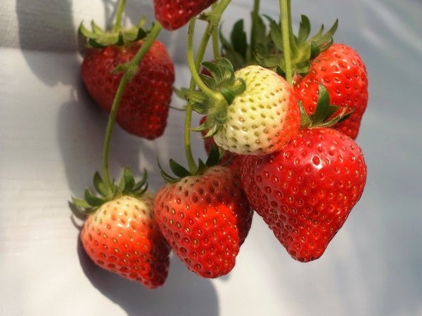 スパルベリー 恵庭 いちご狩り もう始まっています リビング札幌web