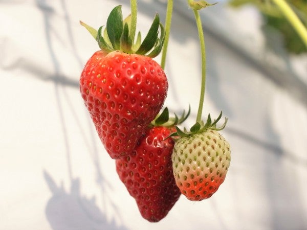 スパルベリー 恵庭 いちご狩り もう始まっています リビング札幌web