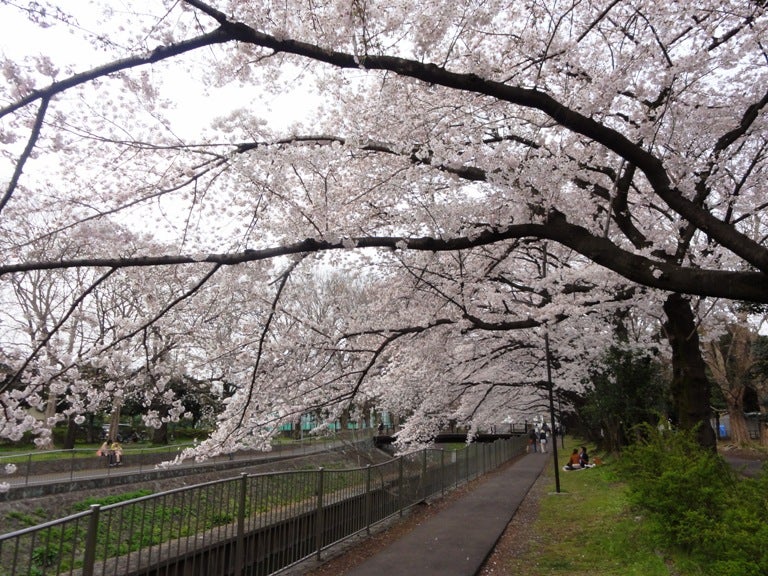 お花見の超穴場 善福寺川緑地にたたずむオープンカフェ コワンドスリジェ リビングむさしのweb