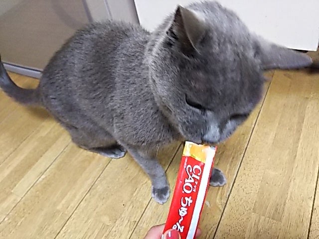 愛猫は狂喜乱舞し、飼い主は萌える♡猫のおやつ「CIAO ちゅ～る