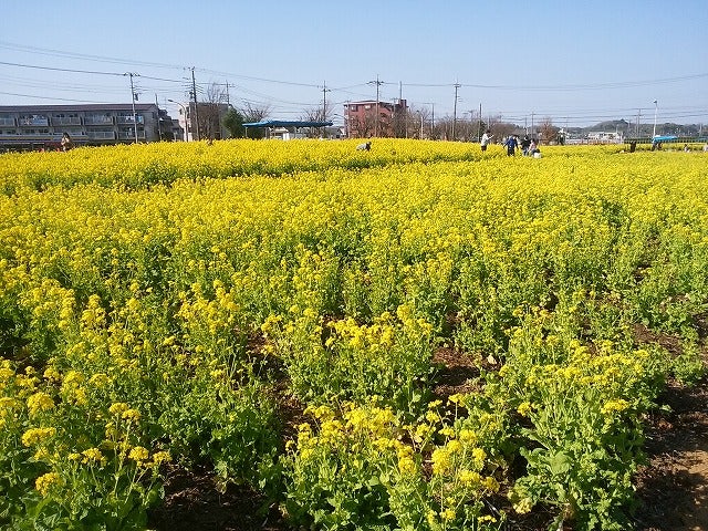 4 8まで 今年も開催 菜の花ガーデン武蔵村山 に行こう リビング多摩web