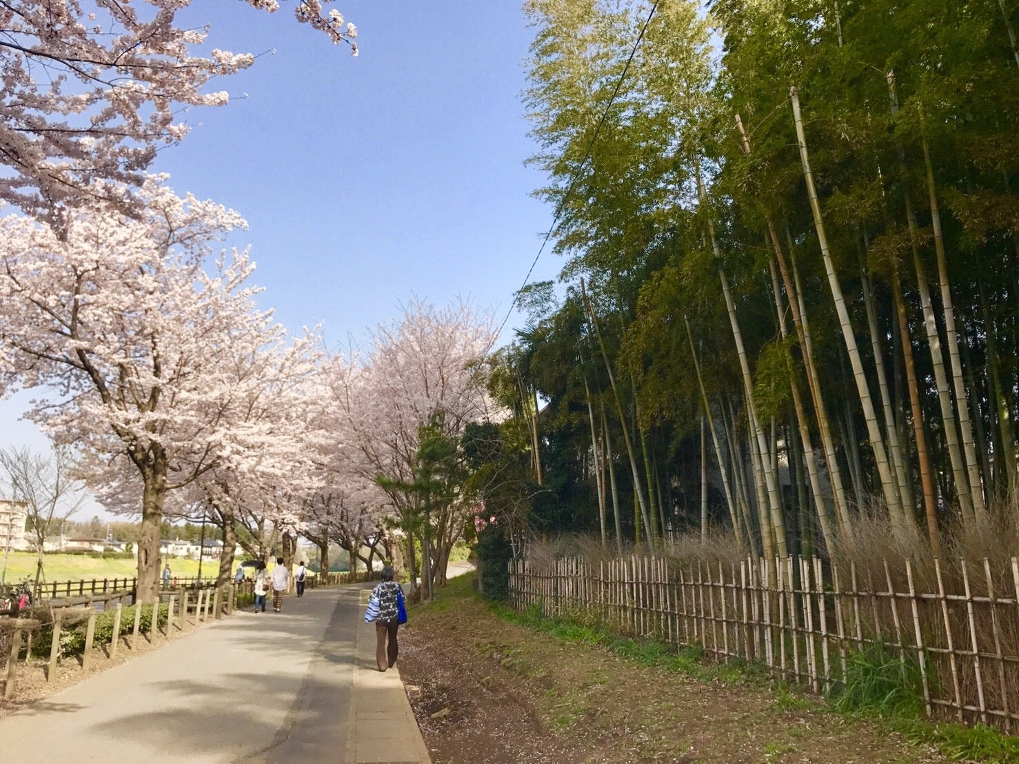 秘密のカフェまで 利根運河土手をお花見さんぽ リビングかしわweb