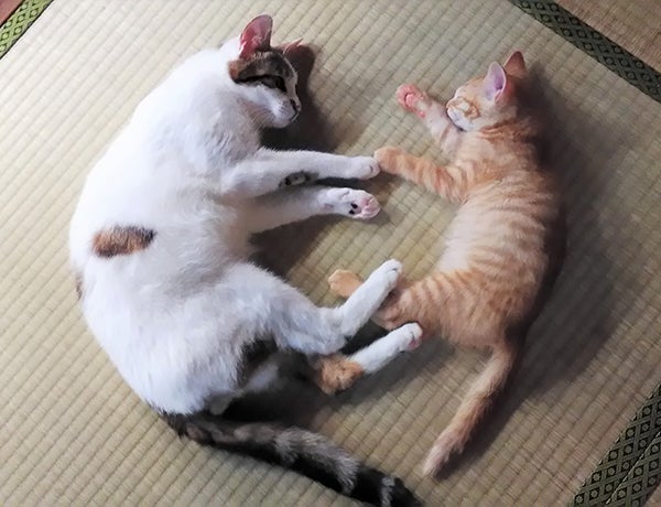 愛知の保護猫カフェに行ってみよう 店舗をまとめました 特集 リビング名古屋web