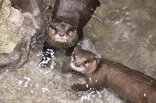 新江ノ島水族館のカワウソに会いに行ってきました | リビング田園都市Web