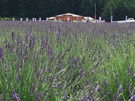 日本最大級のラベンダー園 千年の苑 が嵐山町に来年開園 一足お先にプレオープン中 リビング埼玉web