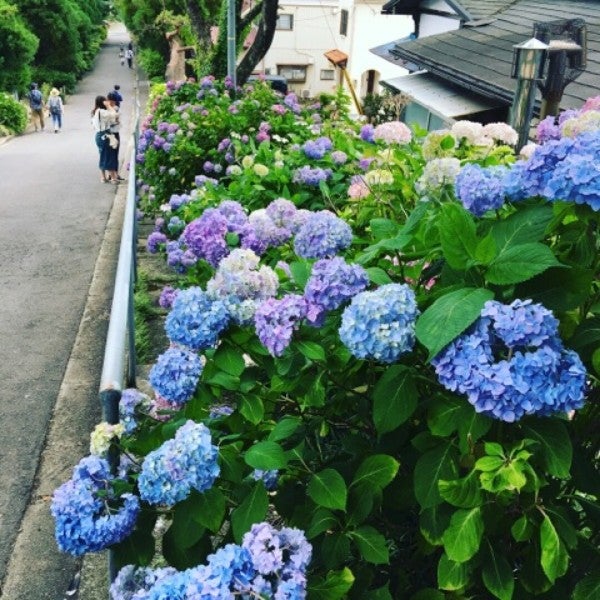 厳選 宮城の紫陽花見どころ３選 あなたはどこに行きますか リビング仙台web