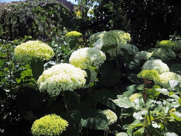 あじさいの季節の 横浜イングリッシュガーデン も素敵 リビング横浜web