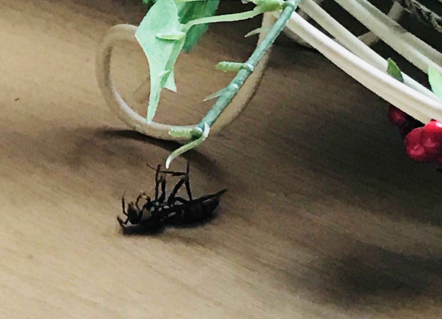 家の中にアシナガバチが入ってきた リビングメイト 趣味 ほのぼの美味しいもの日記 リビングメイト リビングくらしナビ