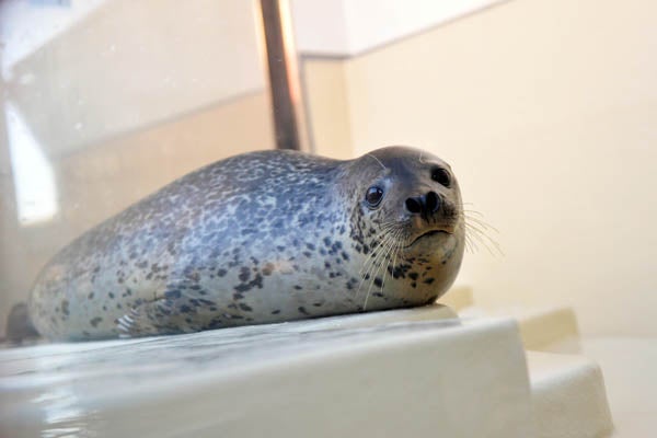 トド、アザラシを間近に！鳥羽水族館、海獣の王国をリニューアル「超ド