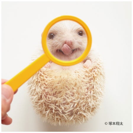 癒しでしかない 史上最大のハリネズミフェス ハリジェニック展 開催 くらしのアンテナ リビングくらしナビ