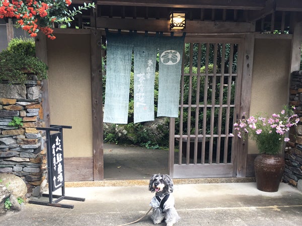 あきる野 ペット 食事