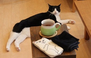 溝の口の猫カフェ 猫式 で癒やされる リビング田園都市web